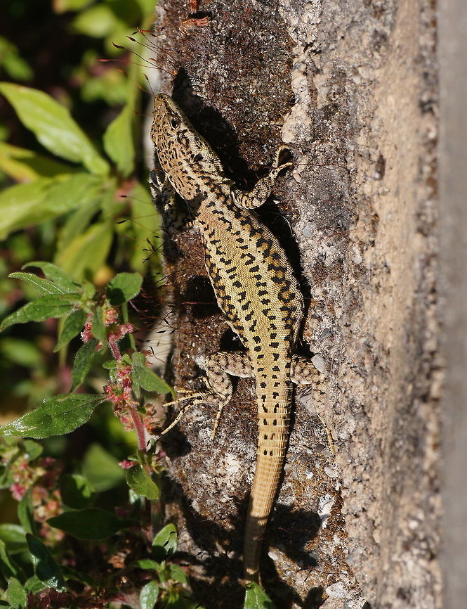 Catalan wall lizard (top)  Geotagged,Podarcis liolepis,Spain,Spring