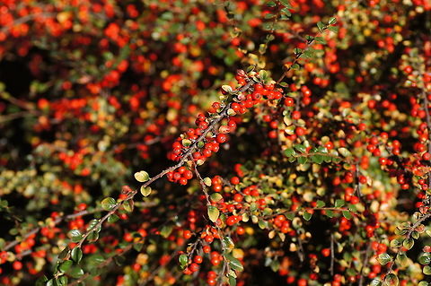 Rock Cotoneaster (Cotoneaster Horizontalis)  Cotoneaster horizontalis,Fall,Geotagged,Netherlands