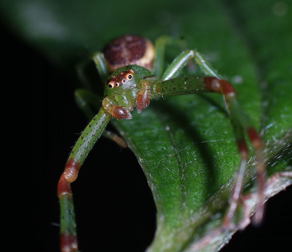 Green crab spider (Diaea Dorsata)  Diaea dorsata,Geotagged,Netherlands,Summer