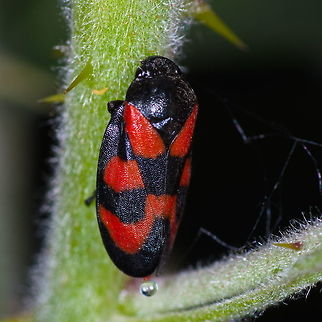 Red-and-Black Froghopper                                 Cercopis vulnerata,Geotagged,Netherlands,Red-and-Black Froghopper,Spring