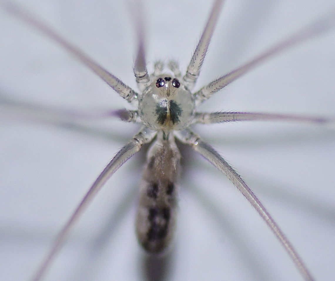 Longbodied cellar spider (Pholcus phalangioides) A common household spiders, probably a youngster. They look large with their legs, but their body is quite small. Longbodied cellar spider,Pholcus phalangioides