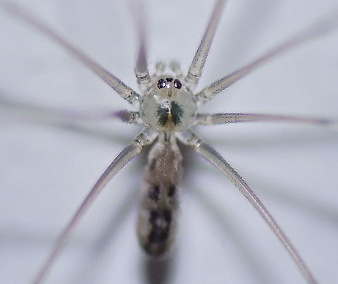 Longbodied cellar spider (Pholcus phalangioides) A common household spiders, probably a youngster. They look large with their legs, but their body is quite small. Longbodied cellar spider,Pholcus phalangioides