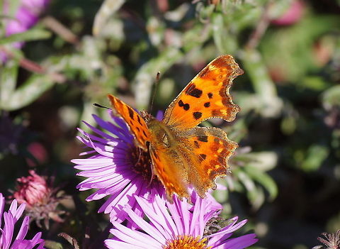 The Comma butterfly on Aster Dutch: Gehakkelde Aurelia op herfstaster Comma,Geotagged,Polygonia c-album,The Netherlands