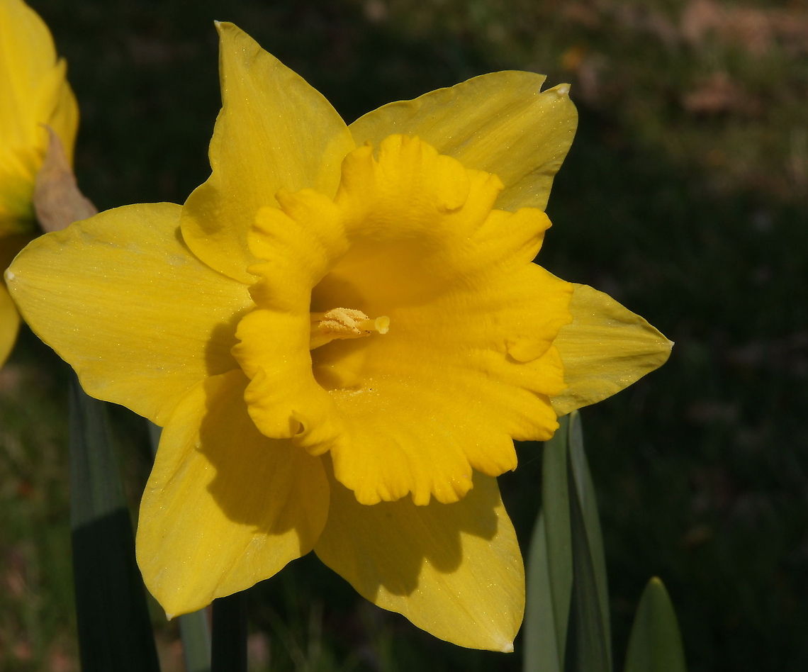 Yellow Narcis  Geotagged,Lent lily,Narcissus pseudonarcissus,The Netherlands