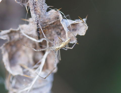 Tetragnatha extensa Dutch name: Gewone strekspin Geotagged,Tetragnatha extensa,The Netherlands