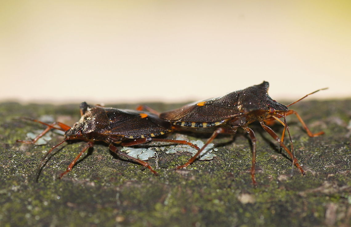 Pair of forest bugs Dutch name: Roodpootwants paartje Forest bug,Geotagged,Pentatoma rufipes,The Netherlands