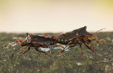 Pair of forest bugs Dutch name: Roodpootwants paartje Forest bug,Geotagged,Pentatoma rufipes,The Netherlands