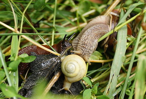 The snail adventures 'The snail adventures' featuring:
Roman snail 'the big one' (Helix Pomatia)
Garden snail 'the yellow one' (Cepaea Nemoralis)
Red slug 'the homeless' (Arion rufus)

These three snakes meet each other in the middle of a wet roadside on a rainy summer day. The garden snail is hardly moving and seems to be eating the black leaves. The roman snail is walking along the stick, but finds the garden snail in his way. Just when the roman snail is thinking how to get past, Rufus the red slug is coming from the side with all tentacles out. As soon as Rufus touches the roman snail, the roman snail makes a 'quick' turnaround and speeds away after which they all lived happily and forever :)
 Austria,Geotagged,Helix pomatia,Roman snail