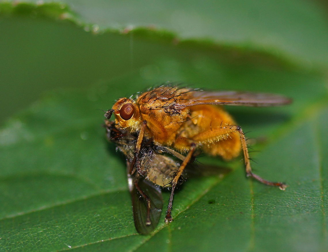 Yellow dung fly with prey Although the name suggests otherwise, the dung fly does not eat dung, but nectar and other flies. The larvae do live in the dung where they eat larvae from other flies. Geotagged,Scathophaga stercoraria,The Netherlands
