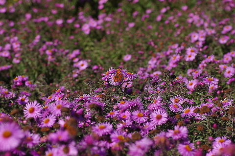 Aster field  Geotagged,Symphyotrichum novae-angliae,The Netherlands
