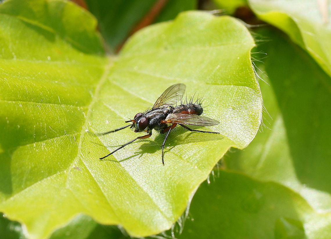 Pegomya winthemi No wiki :( Geotagged,The Netherlands