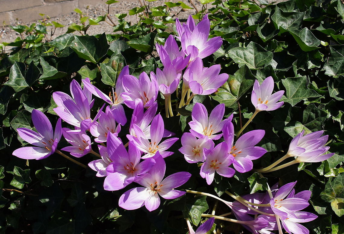 Autumn crocus Dutch name: Herfsttijloos Autumn crocus,Colchicum autumnale,Geotagged,The Netherlands
