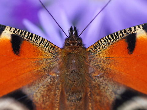 Peacock Detail  Belgium,European Peacock,Geotagged,Inachis io,The Netherlands