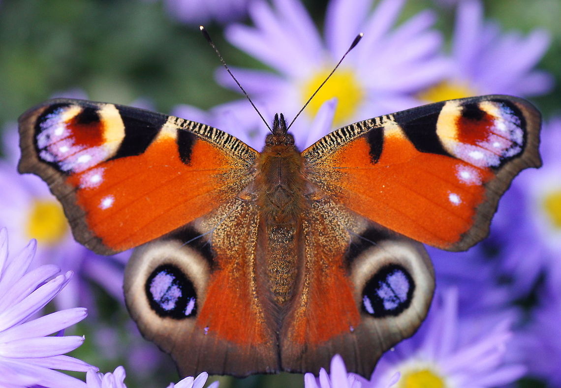 European Peacock I made this photo on a sunny October day. I was following the butterfly for some time while it was flying from flower to flower, trying to get a decent shot. but the butterfly kept waving with  it&#039;s wings making it difficult to take a photo with the wings fully open. <br />
But suddenly a cloud came for the sun. Lacking the warmth of the sun the butterfly sat motionless on the flower with it&#039;s wings fully open. This allowed me to take this photo with the flash acting as replacement for the sun. Belgium,European Peacock,Geotagged,Inachis io