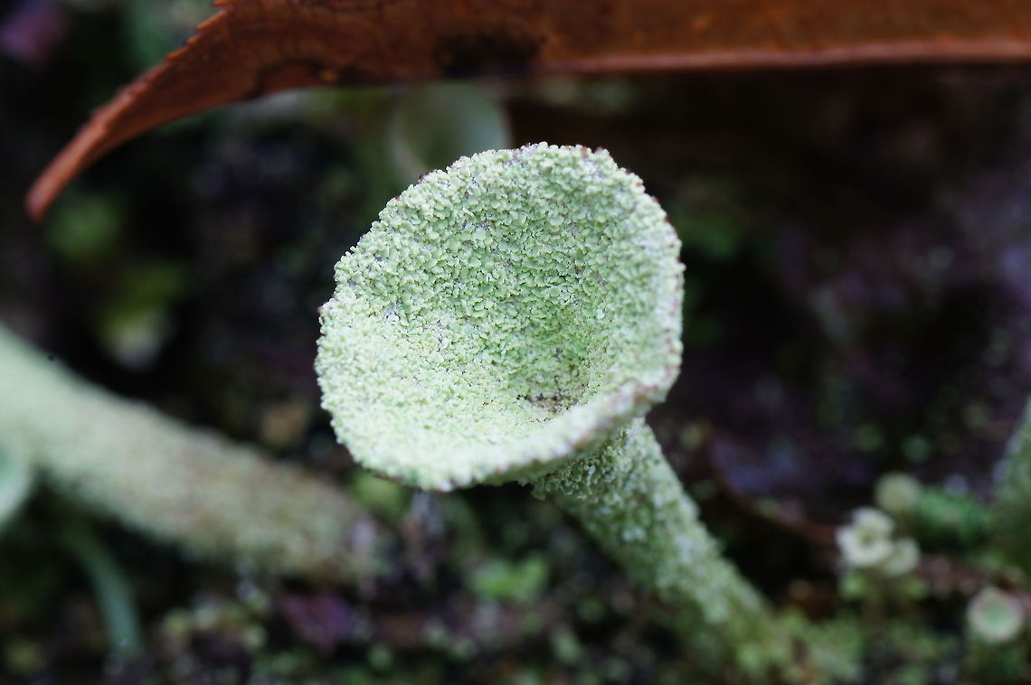 Lichen detail Dutch name: Korstmos Cladonia Fimbriata,Cladonia fimbriata,Geotagged,The Netherlands