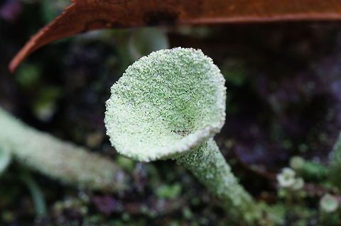 Lichen detail Dutch name: Korstmos Cladonia Fimbriata,Cladonia fimbriata,Geotagged,The Netherlands