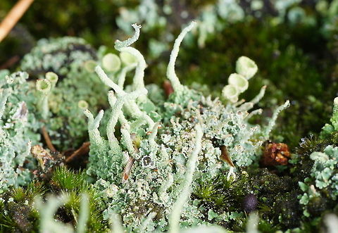 Lichen (Cladonia fimbriata) Dutch name: Korstmos Cladonia Fimbriata,Cladonia fimbriata,Geotagged,The Netherlands