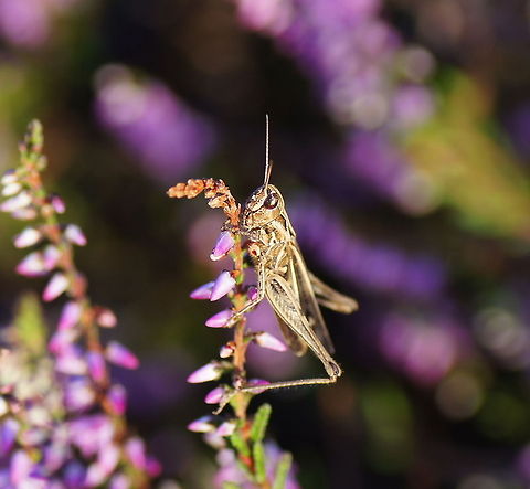 Meadow grasshopper on heath Dutch name: Krasser Chorthippus parallelus,Geotagged,Meadow grasshopper,The Netherlands