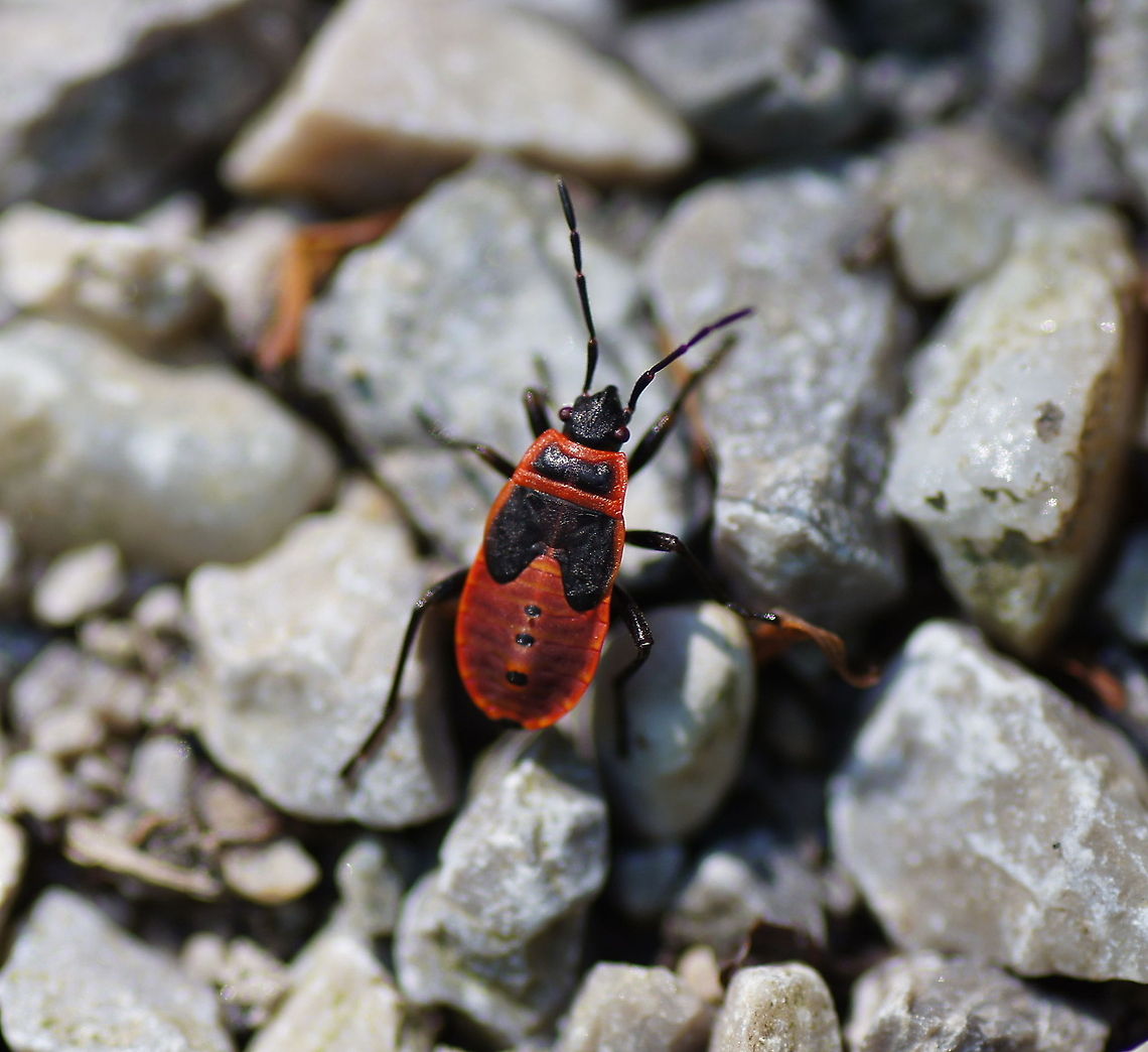 Fire Bug nymph Dutch name: Nimph van de vuurwants Austria,Firebug,Geotagged,Pyrrhocoris apterus