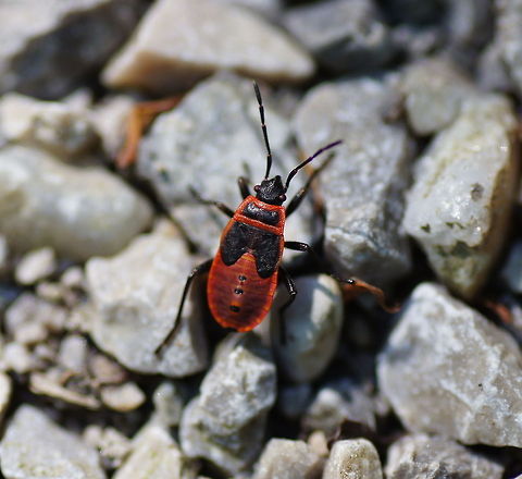 Fire Bug nymph Dutch name: Nimph van de vuurwants Austria,Firebug,Geotagged,Pyrrhocoris apterus