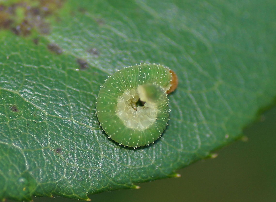 Curled rose sawfly Although this looks like a caterpillar, it is the lava of a leafwasp.<br />
It took some effort but I finally managed to identify it as the Curled rose sawfly (Allantus cinctus), no english wiki though.<br />
<br />
Dutch name: Aardbeibladwesp (Allantus cinctus)<br />
 Allantus cinctus,Curled rose sawfly,Geotagged,The Netherlands
