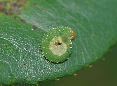Curled rose sawfly Although this looks like a caterpillar, it is the lava of a leafwasp.
It took some effort but I finally managed to identify it as the Curled rose sawfly (Allantus cinctus), no english wiki though.

Dutch name: Aardbeibladwesp (Allantus cinctus)
 Allantus cinctus,Curled rose sawfly,Geotagged,The Netherlands