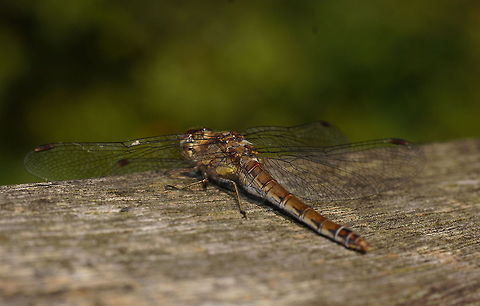 Waiting for the ladies to fly by Dutch name: Bruinrode heidelibel Common Darter,Geotagged,Sympetrum striolatum,The Netherlands