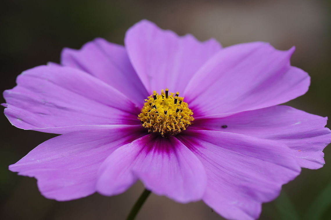Purple Cosmea  Belgium,Cosmos bipinnatus,Garden Cosmos,Geotagged,The Netherlands