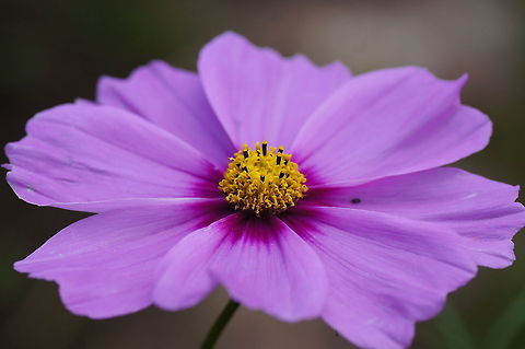 Purple Cosmea  Belgium,Cosmos bipinnatus,Garden Cosmos,Geotagged,The Netherlands