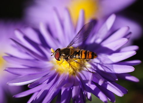 Marmalade hoverfly Dutch name: Pyjamazweefvlieg Belgium,Episyrphus balteatus,Geotagged,Marmalade Hoverfly,The Netherlands
