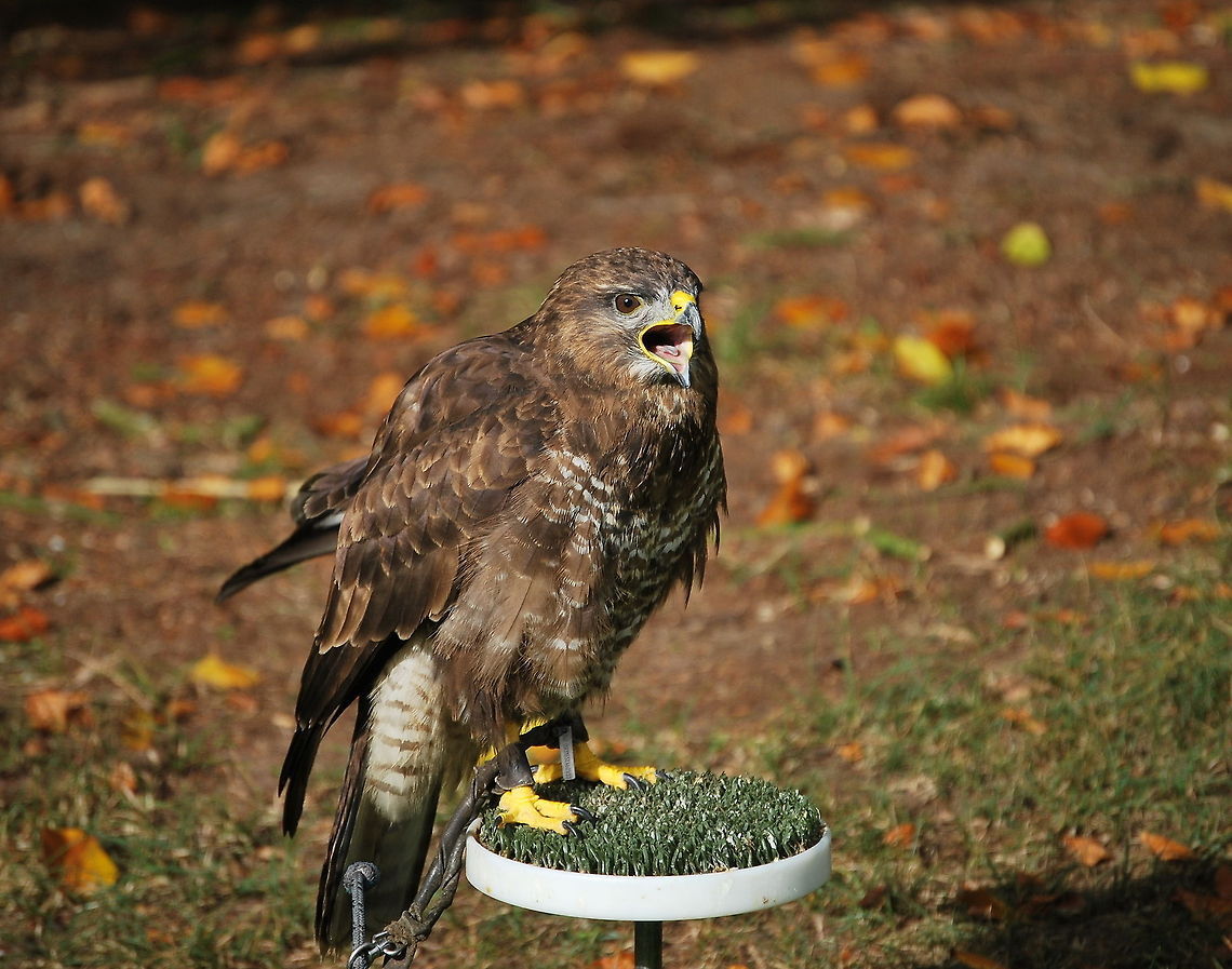 Screaming buzzard Buzzards are real allrounders. They eat anything the size of a rabbit and smaller. Fresh dead animals like roadkill are also eaten. When the weather is too foggy to see something from out of the sky, they just go on a walk and eat worms and insects they find on the ground.  Buteo buteo,Common Buzzard,Geotagged,The Netherlands