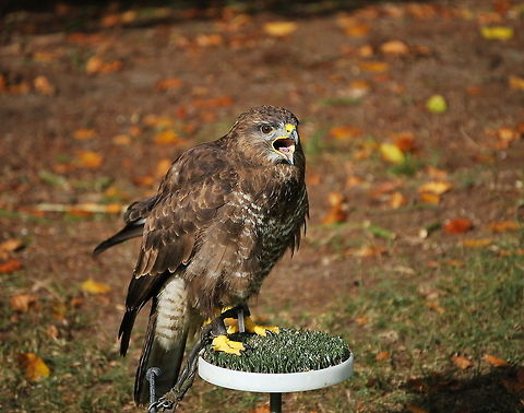 Screaming buzzard Buzzards are real allrounders. They eat anything the size of a rabbit and smaller. Fresh dead animals like roadkill are also eaten. When the weather is too foggy to see something from out of the sky, they just go on a walk and eat worms and insects they find on the ground.  Buteo buteo,Common Buzzard,Geotagged,The Netherlands
