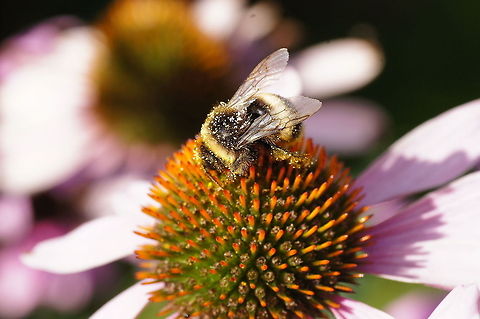 Bumblebee  Bombus pratorum,Early bumblebee,Geotagged,The Netherlands