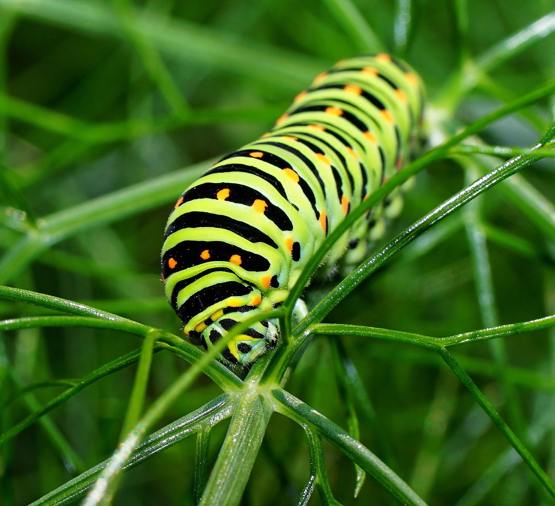 Yellow Swallowtail Caterpillar head detail Yellow Swallowtail Caterpillar (Papilio Machaon) feeding on Fennel (Foeniculum vulgare)<br />
<br />
Side view: <figure class="photo"><a href="https://www.jungledragon.com/image/83609/yellow_swallowtail_caterpillar_on_fennel.html" title="Yellow Swallowtail Caterpillar on Fennel"><img src="https://s3.amazonaws.com/media.jungledragon.com/images/134/83609_thumb.JPG?AWSAccessKeyId=05GMT0V3GWVNE7GGM1R2&Expires=1759968010&Signature=wOoW67o4bl78kak7zCe1P6CcDdU%3D" width="200" height="134" alt="Yellow Swallowtail Caterpillar on Fennel Yellow Swallowtail Caterpillar (Papilio Machaon) feeding on Fennel (Foeniculum vulgare)<br />
<br />
Frontal view: https://www.jungledragon.com/image/83608/yellow_swallowtail_caterpillar_head_detail.html Geotagged,Netherlands,Old World swallowtail,Papilio machaon,Summer" /></a></figure> Geotagged,Netherlands,Old World swallowtail,Papilio machaon,Summer