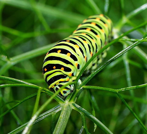 Yellow Swallowtail Caterpillar head detail Yellow Swallowtail Caterpillar (Papilio Machaon) feeding on Fennel (Foeniculum vulgare)

Side view: https://www.jungledragon.com/image/83609/yellow_swallowtail_caterpillar_on_fennel.html Geotagged,Netherlands,Old World swallowtail,Papilio machaon,Summer