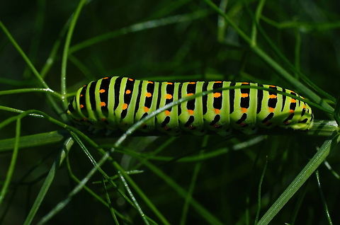Yellow Swallowtail Caterpillar on Fennel Yellow Swallowtail Caterpillar (Papilio Machaon) feeding on Fennel (Foeniculum vulgare)

Frontal view: https://www.jungledragon.com/image/83608/yellow_swallowtail_caterpillar_head_detail.html Geotagged,Netherlands,Old World swallowtail,Papilio machaon,Summer