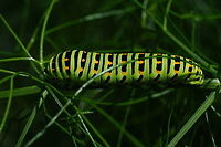 Yellow Swallowtail Caterpillar on Fennel Yellow Swallowtail Caterpillar (Papilio Machaon) feeding on Fennel (Foeniculum vulgare)<br />
<br />
Frontal view: https://www.jungledragon.com/image/83608/yellow_swallowtail_caterpillar_head_detail.html Geotagged,Netherlands,Old World swallowtail,Papilio machaon,Summer