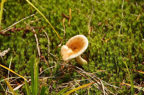 Tawny Grisette (Amanita Fulva) Autumn scene Amanita fulva,Geotagged,The Netherlands