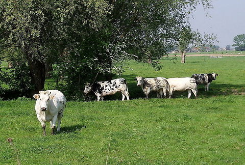 Belgian Cows Just some cows Belgium,Bos primigenius indicus,Bos primigenius taurus,Cattle,Geotagged