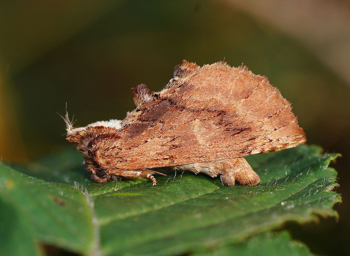 Coxcomb Prominent (Ptilodon capucina) Although in the picture it is quite clear, I had to look twice to distinguish this moth from a tree seed. Only after seeing legs coming from underneath I was sure.<br />
Like with most moths, it took me quite some browsing around till I found the name.<br />
<br />
Dutch name: Kroonvogeltje Coxcomb Prominent,Geotagged,Ptilodon capucina,The Netherlands