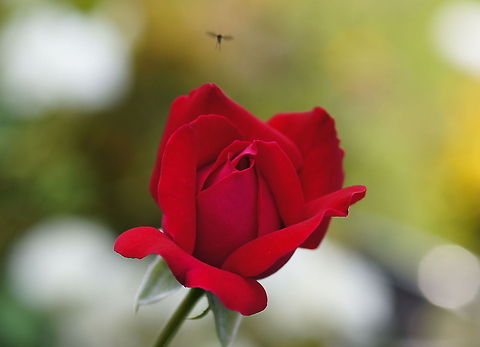 Red Rose - ode to Rick Lieder  Just a red rose in the garden...with a fly making a star appearance ;).
Really made me think of the pictures Rick Lieder usually makes. Geotagged,The Netherlands