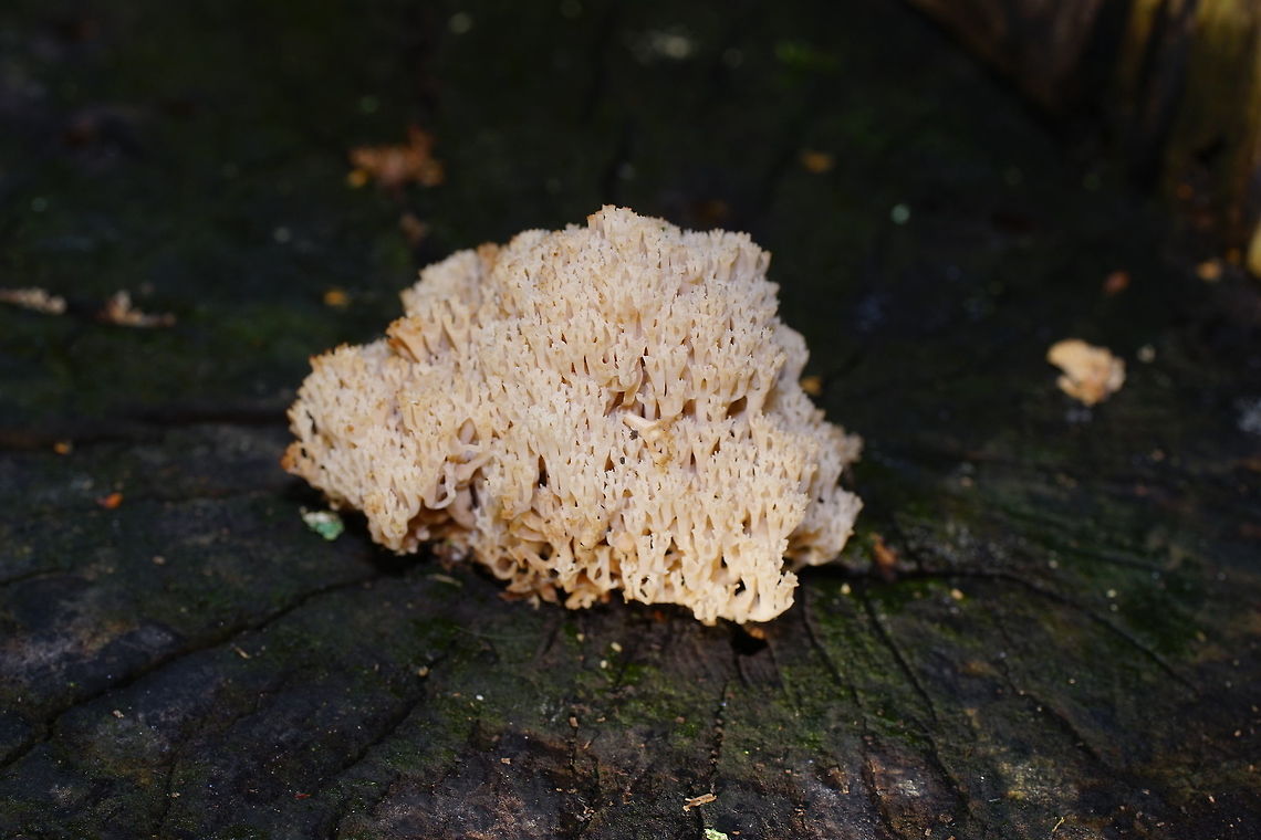 Crown coral (Artomyces Pyxidatus) Dutch name: Kroontjesknotszwam<br />
<br />
Detailed view:<br />
<figure class="photo"><a href="https://www.jungledragon.com/image/85737/crown_coral_detail_artomyces_pyxidatus.html" title="Crown coral detail (Artomyces Pyxidatus)"><img src="https://s3.amazonaws.com/media.jungledragon.com/images/134/85737_thumb.JPG?AWSAccessKeyId=05GMT0V3GWVNE7GGM1R2&Expires=1767225610&Signature=7Mn4Kh43uJ1nC4E9rUmU9XtcLho%3D" width="200" height="134" alt="Crown coral detail (Artomyces Pyxidatus) The detail really shows why it is called coral.<br />
<br />
Dutch name: Kroontjesknotszwam<br />
<br />
<br />
Overview image:<br />
https://www.jungledragon.com/image/85736<br />
 Artomyces pyxidatus,Fall,Geotagged,Netherlands" /></a></figure> Artomyces pyxidatus,Fall,Geotagged,Netherlands