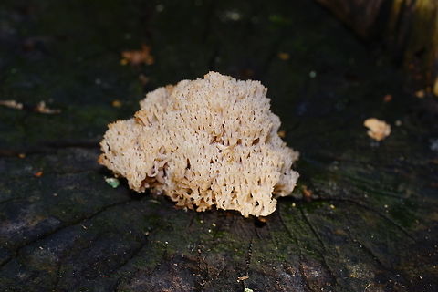Crown coral (Artomyces Pyxidatus) Dutch name: Kroontjesknotszwam

Detailed view:
https://www.jungledragon.com/image/85737/crown_coral_detail_artomyces_pyxidatus.html Artomyces pyxidatus,Fall,Geotagged,Netherlands