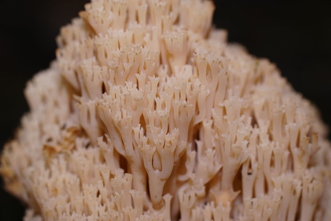 Crown coral detail (Artomyces Pyxidatus) The detail really shows why it is called coral.<br />
<br />
Dutch name: Kroontjesknotszwam<br />
<br />
<br />
Overview image:<br />
<a href="https://www.jungledragon.com/image/85736" rel="nofollow">https://www.jungledragon.com/image/85736</a><br />
 Artomyces pyxidatus,Fall,Geotagged,Netherlands