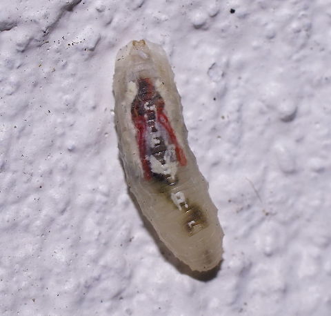 Marmalade hoverfly larva (top view) Hoverfly larva with semi-transparent body. Closest match I could find is the marmalade hoverfly.
Crawling up the outside wall of my house. They hibernate as larva, so maybe it is looking for a nice spot to shelter.
The larva are avid aphid eaters and studies are ongoing how to increase their numbers to use them as pest control. 

Side view:
https://www.jungledragon.com/image/85778/marmalade_hoverfly_larva_side_view.html Episyrphus balteatus,Geotagged,Marmalade hoverfly,Netherlands,Summer