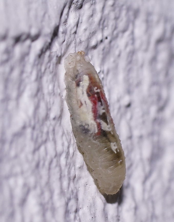 Marmalade hoverfly larva (side view) Hoverfly larva with semi-transparent body. Closest match I could find is the marmalade hoverfly.<br />
Crawling up the outside wall of my house. They hibernate as larva, so maybe it is looking for a nice spot to shelter.<br />
The larva are avid aphid eaters and studies are ongoing how to increase their numbers to use them as pest control. <br />
<br />
Side view:<br />
<figure class="photo"><a href="https://www.jungledragon.com/image/85777/marmalade_hoverfly_larva_top_view.html" title="Marmalade hoverfly larva (top view)"><img src="https://s3.amazonaws.com/media.jungledragon.com/images/134/85777_thumb.JPG?AWSAccessKeyId=05GMT0V3GWVNE7GGM1R2&Expires=1767225610&Signature=VXj526E2GwS%2BE6YijUPzrJigysk%3D" width="200" height="192" alt="Marmalade hoverfly larva (top view) Hoverfly larva with semi-transparent body. Closest match I could find is the marmalade hoverfly.<br />
Crawling up the outside wall of my house. They hibernate as larva, so maybe it is looking for a nice spot to shelter.<br />
The larva are avid aphid eaters and studies are ongoing how to increase their numbers to use them as pest control. <br />
<br />
Side view:<br />
https://www.jungledragon.com/image/85778/marmalade_hoverfly_larva_side_view.html Episyrphus balteatus,Geotagged,Marmalade hoverfly,Netherlands,Summer" /></a></figure> Episyrphus balteatus,Geotagged,Marmalade hoverfly,Netherlands,Summer