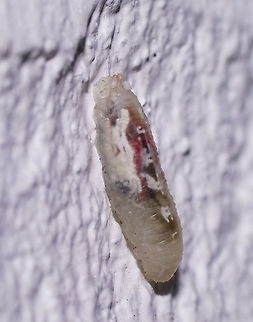 Marmalade hoverfly larva (side view) Hoverfly larva with semi-transparent body. Closest match I could find is the marmalade hoverfly.
Crawling up the outside wall of my house. They hibernate as larva, so maybe it is looking for a nice spot to shelter.
The larva are avid aphid eaters and studies are ongoing how to increase their numbers to use them as pest control. 

Side view:
https://www.jungledragon.com/image/85777/marmalade_hoverfly_larva_top_view.html Episyrphus balteatus,Geotagged,Marmalade hoverfly,Netherlands,Summer