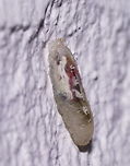 Marmalade hoverfly larva (side view) Hoverfly larva with semi-transparent body. Closest match I could find is the marmalade hoverfly.<br />
Crawling up the outside wall of my house. They hibernate as larva, so maybe it is looking for a nice spot to shelter.<br />
The larva are avid aphid eaters and studies are ongoing how to increase their numbers to use them as pest control. <br />
<br />
Side view:<br />
https://www.jungledragon.com/image/85777/marmalade_hoverfly_larva_top_view.html Episyrphus balteatus,Geotagged,Marmalade hoverfly,Netherlands,Summer