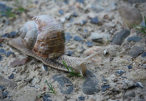 Roman snail (Helix Pomatia) Dutch name: Wijngaardslak Geotagged,Helix pomatia,Roman snail,The Netherlands