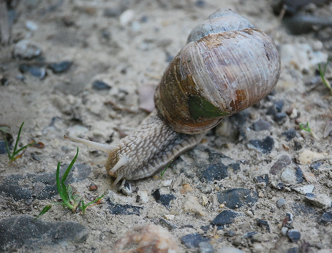 Roman snail (Helix Pomatia) Dutch name: Wijngaardslak Geotagged,Helix pomatia,Roman snail,The Netherlands